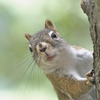 Squirrels—The World’s Oldest Pandemic