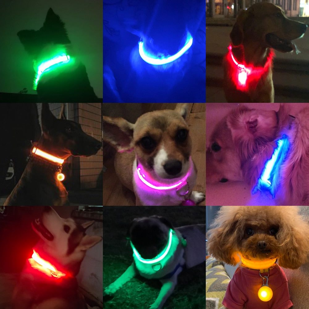 LED Dog Collar - Glows Fluorescent Choose USB Charging or Battery