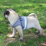 Reflective Safety Pet Dog Harness and Leash Set for Puppies or Small to Medium Dogs